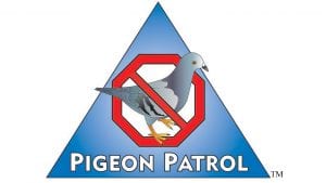 No incriminating evidence at Wellington house where decorated pigeons were found
