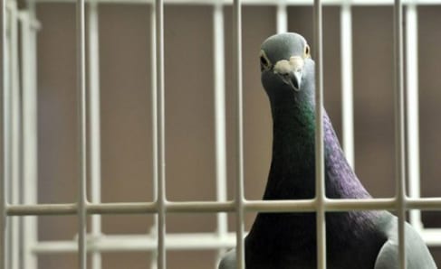 Pest advice for controlling pigeons, gulls and other birds