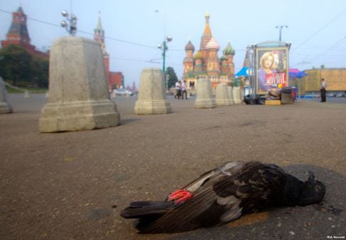 Ever wondered why cities have so many pigeons?