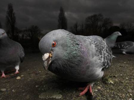 Little known Calgary Racing Pigeon Club oldest in Canada