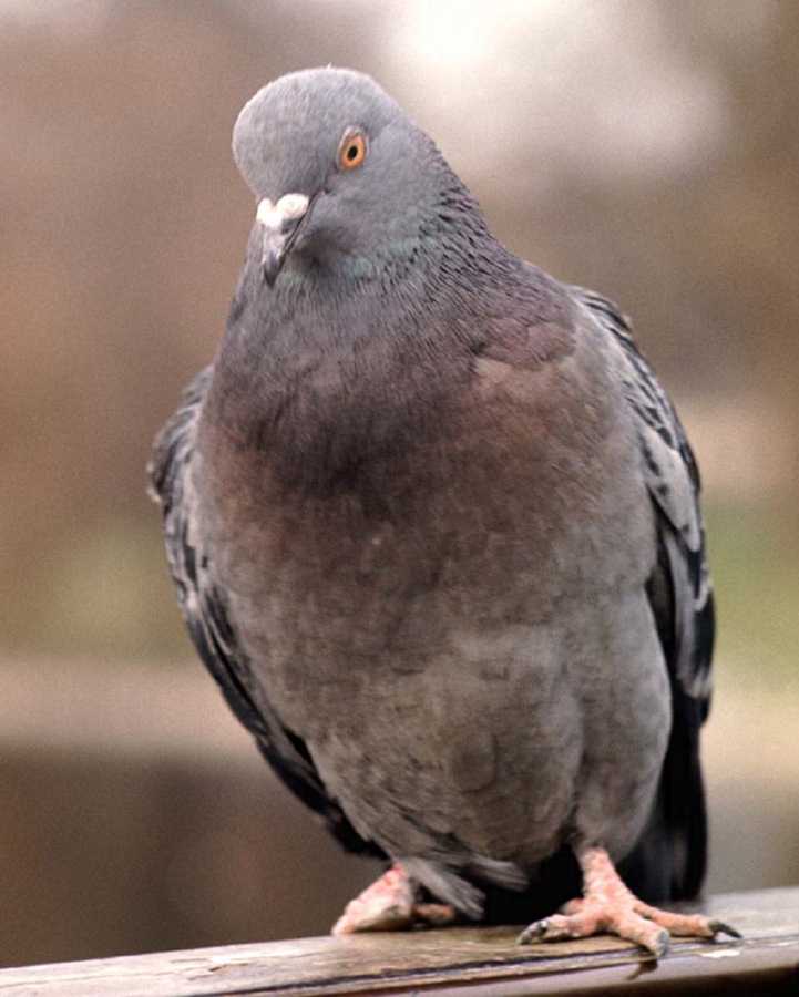 Why do pigeons bob their heads when they walk?