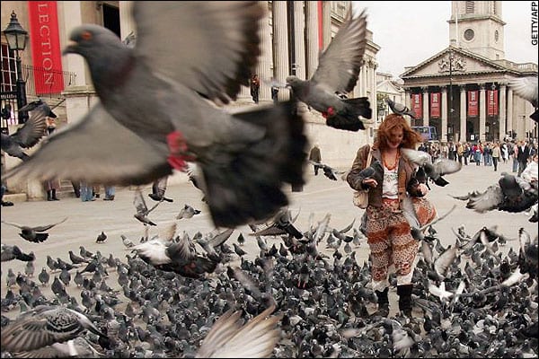 Brussels’ pigeon problem: Avian contraceptive pill aims to curb the population