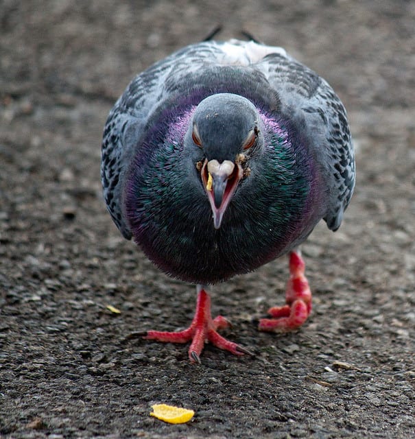 Are pigeons misunderstood?