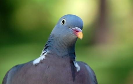 Pigeon’s eyes ‘scorched shut’ in fiery Toronto bridge explosion: wildlife centre