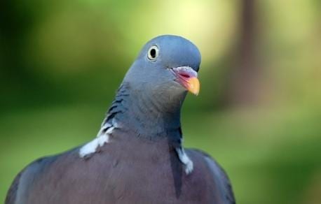 Pigeon’s eyes ‘scorched shut’ in fiery Toronto bridge explosion: wildlife centre