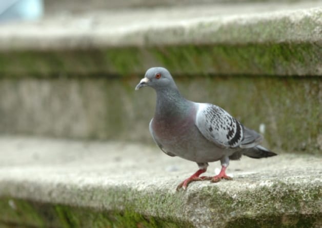 Pigeon bowling has no place at fall fairs