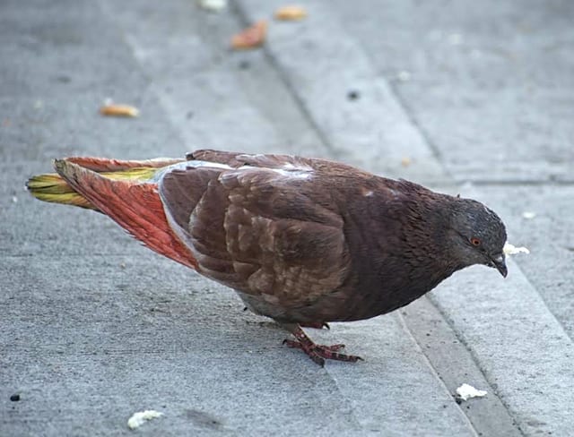 Chicago a bird death trap of glass and light