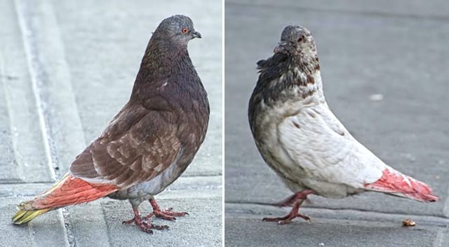 Pigeon poop proves a problem. Police involved