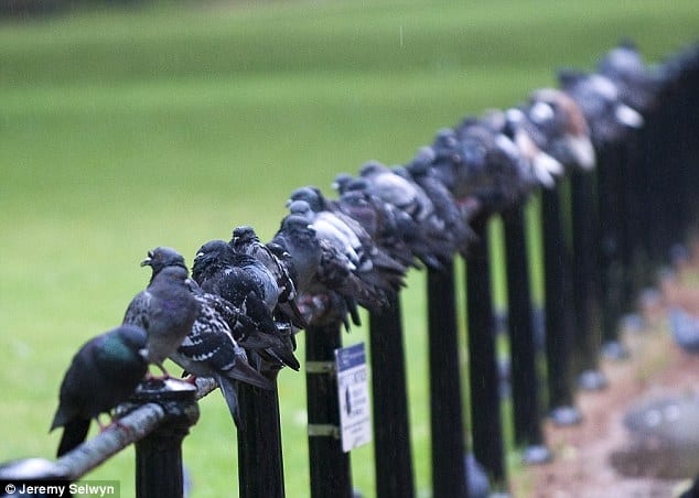 Why did the passenger pigeon die out?