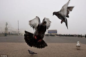 Pigeon Patrol, Pigeon Deterrent, bird control, pigeon control, bird repellent, bird proof, bird contrl, sound unit, netting bird, bird netting, spikes, pointy things, Ultra-Flex Bird Spikes, bird deterrent, bird spike, bird control, spikes, bird repellent spikes, bird deterrent spikes, steel bird spikes, bird netting, bird control, netting bird, bird repellent, pigeon control, bird proof, bird problems, bird proofing, bird repellers, bird control systems, anti bird, 1-877-4-no-bird, no bird, nobird, bird lazers, bird lasers bird lasers, sonic bird repellers, ultrasonic bird repellers, Get rid of pigeons, pigeon problems, pigeon control system, Keep Pigeons Off, Canada, USA, Manufacturer bird control, Bird Control Products, bird deterrent, bird net, bird netting, bird removal, bird repellent, bird spike strips, bird spikes, birds off, building maintenance, Integrated Pest Supplies Ltd, Pest Control Products, New Westminster, BC,building maintenance birds, building maintenance tips, get rid of birds, how to get rid of birds, pigeon control, scare birds, stop bird, High frequencies, ultrasonic ,sonic , sound waves ,roof tops, ledges, balconies, buildings ,warehouses, bird sound deterrents, physical bird deterrents ,visual bird deterrents, disinfectant, Tubesonic, keep birds out, pest bird, how to get rid of bird, electric shock, bird deterrent system, keep birds away, pest bird problems, plastic bird spikes, scare birds, bird off get, suppliers of bird control, Integrated Pest Control, intergraded, intergratedpestsupplies,