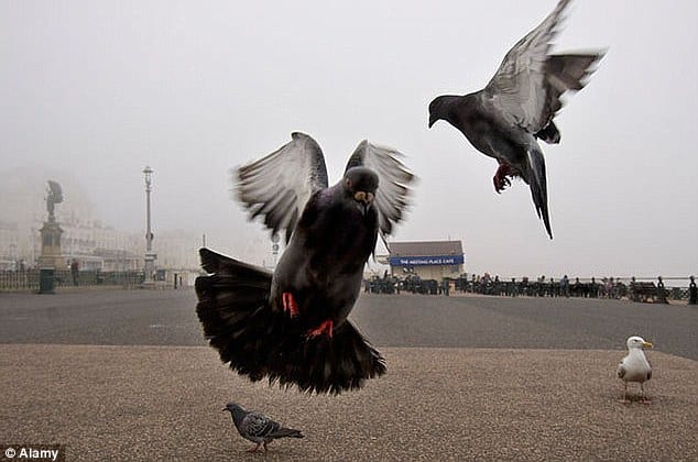 ‘I am completely besotted with this pigeon’