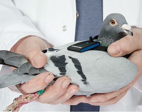 A backyard pigeon ban that goes to the heart of good government