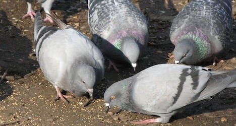 2,300 pigeons killed, 635,000 kg of bird poop cleared in bridge fix: Saskatoon