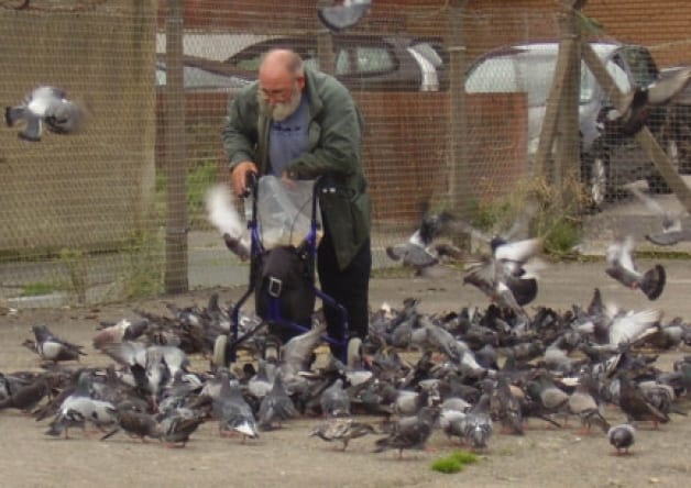 How to Get Rid of Pigeons