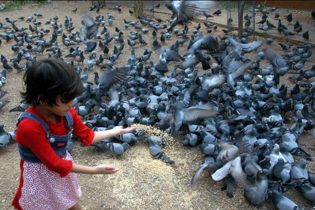 How to Catch a Pigeon or Dove in Need of Rescue