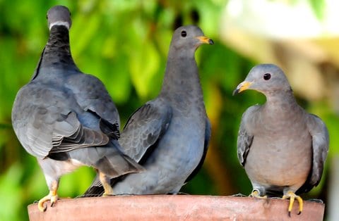 Large Pigeon Lost To Science For 140 Years Rediscovered In Papua New Guinea