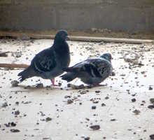 Pigeon Trapping Tips