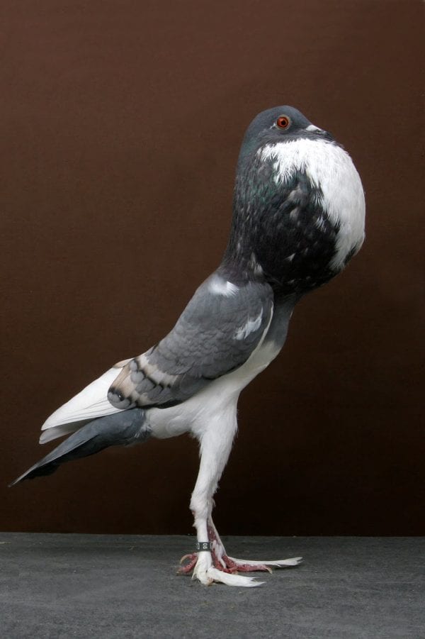 Know Your Pigeons The Pouter Pigeon Pigeon Patrol Canada Bird