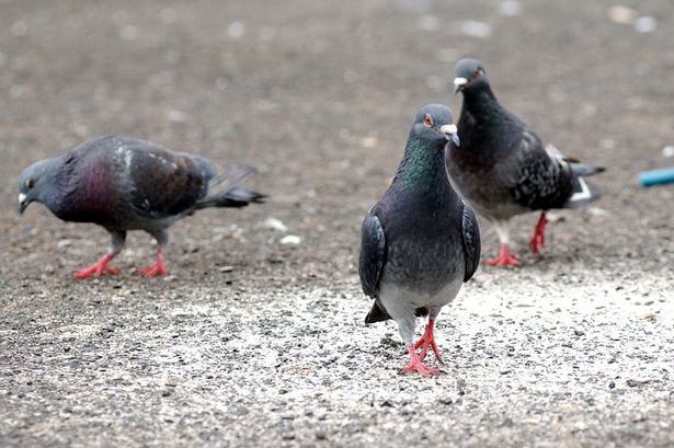 Crested pigeons use feathers to sound the alarm
