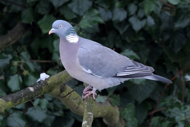 Pigeons better at multitasking than humans