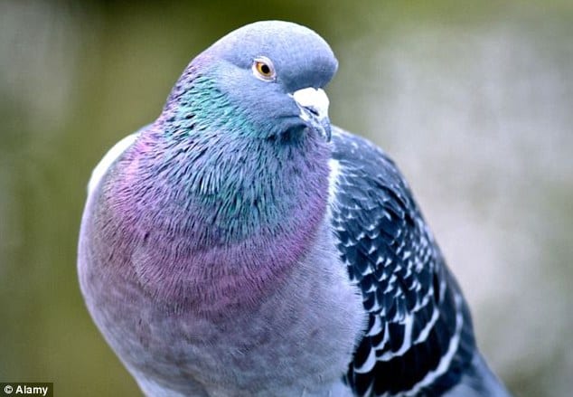 Homing pigeons share our human ability to build knowledge across generations