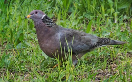 Maniac beheads pigeons, drinks their blood in crowded park