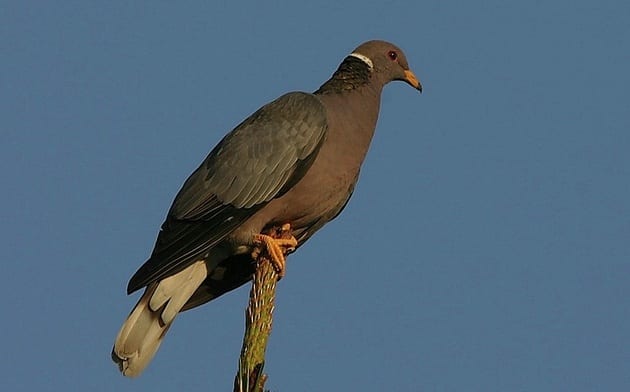 A Hospital’s New Weapons Against Pigeons Are Baby Falcons