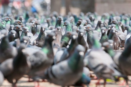 Rare wild ancestors of feral pigeons found living on British and Irish islands
