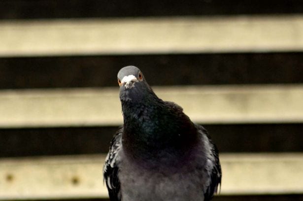 ‘Lost’ pigeon found after more than a century