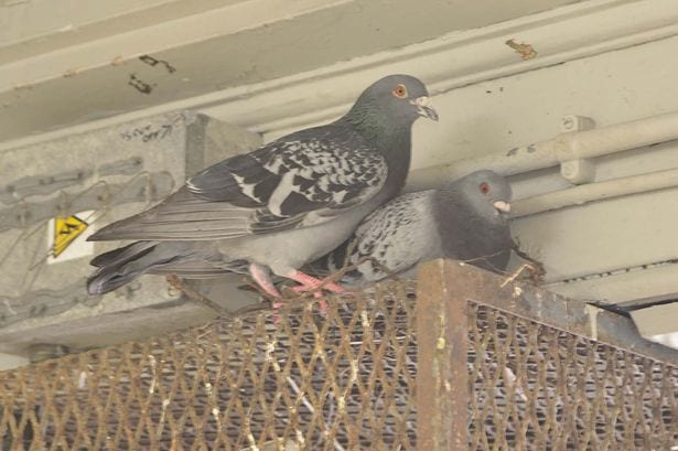Can you get sick from pigeons?