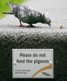 Take a closer look at that pigeon