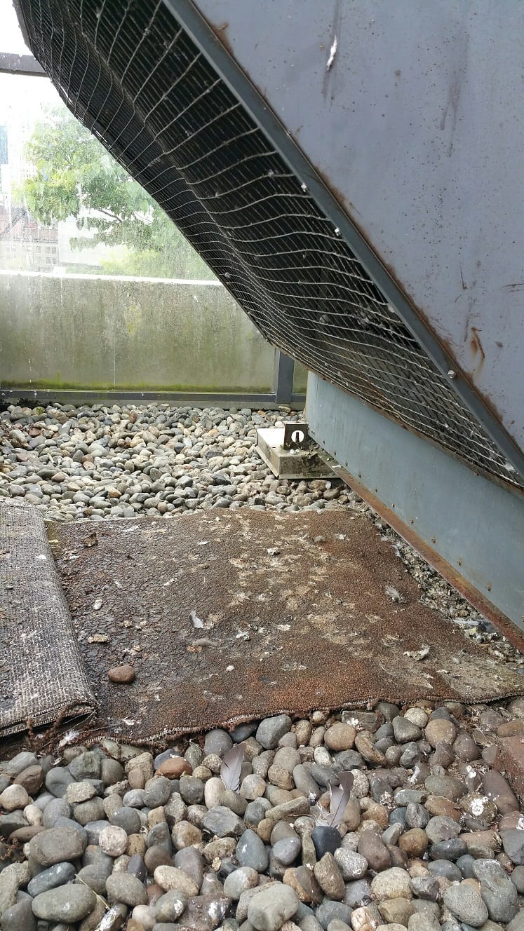 Pigeon droppings health risk – should you worry?