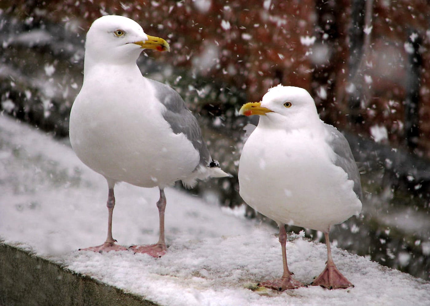 What is “zombie pigeon” disease: can it be spread to humans?