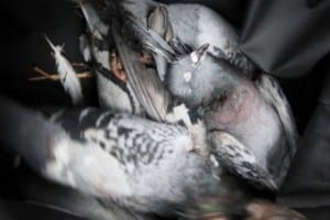 Birds found dead in Tokyo park; poison suspected