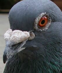 Western Railways Stopped Operations for 5 Minutes on Busy Morning to Save a Pigeon