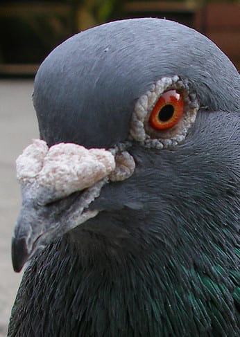 Pigeon owner mulls legal action over DNV’s bird ban