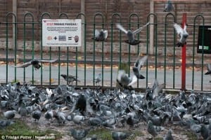 University Club to Combat Pigeon Droppings With Netting