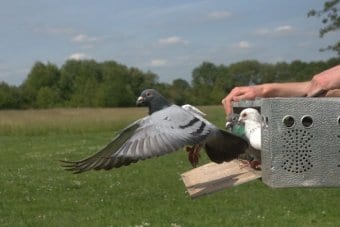 Visual deterrents and physical barriers as non-lethal pigeon control on University of South Africa’s Muckleneuk campus