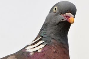 close up photo of a pigeon