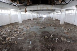 Buffaloes, pigeons take over closed north Bengal school