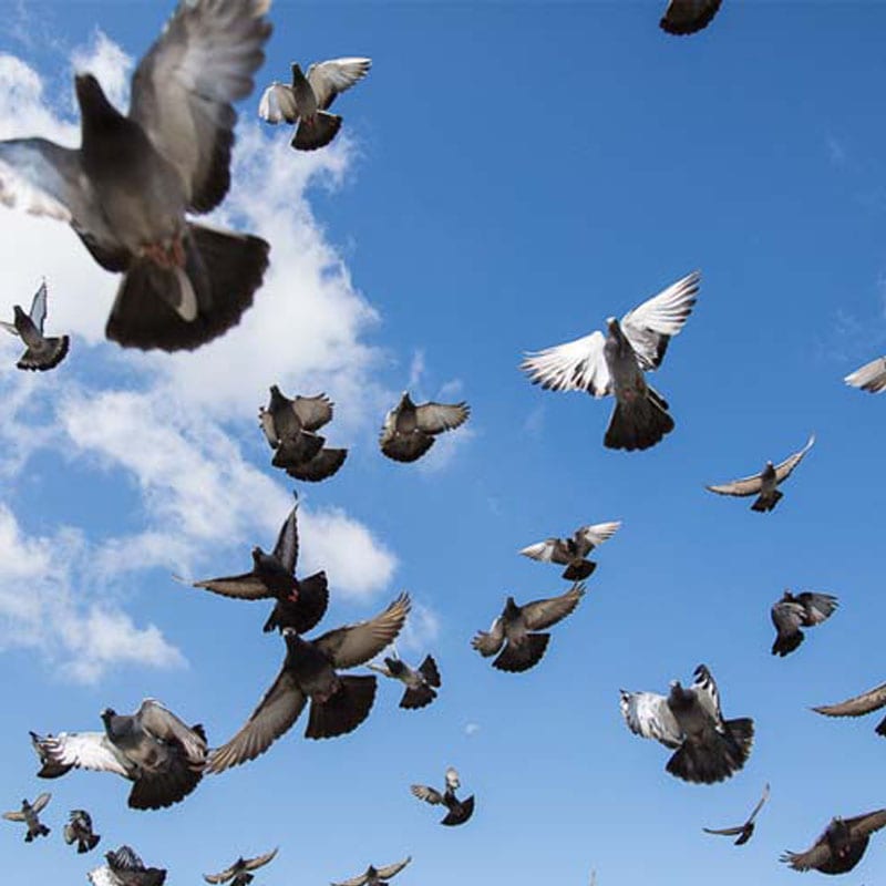 How to Get Rid of Pigeons Safely, Humanely, and Permanently