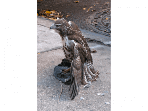 TRANSLINK PLANS ON USING A FALCON TO SCARE OFF POOPING PIGEONS