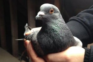 Vasai: Fight over pigeons’ theft leads to 70-year-old’s death