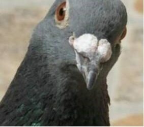 Bird bond: The story of an Alberta rancher and his favourite pigeon