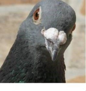 Bird bond: The story of an Alberta rancher and his favourite pigeon