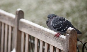 Elderly Man in Vasai Beaten to Death on Suspicion of ‘Stealing Pigeons’