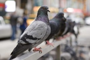 British Homing World Show returns to Blackpool this weekend at the Winter Gardens