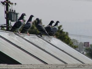 Pigeon problems persist at town hall