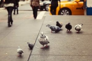 Death of child at Glasgow hospital linked to pigeon droppings infection