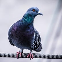 ‘Pidge’ the pet pigeon finds home on Alberta ranch